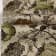 1075 Жаккард стрейч хлопок цветочный рисунок на серо-бежевом